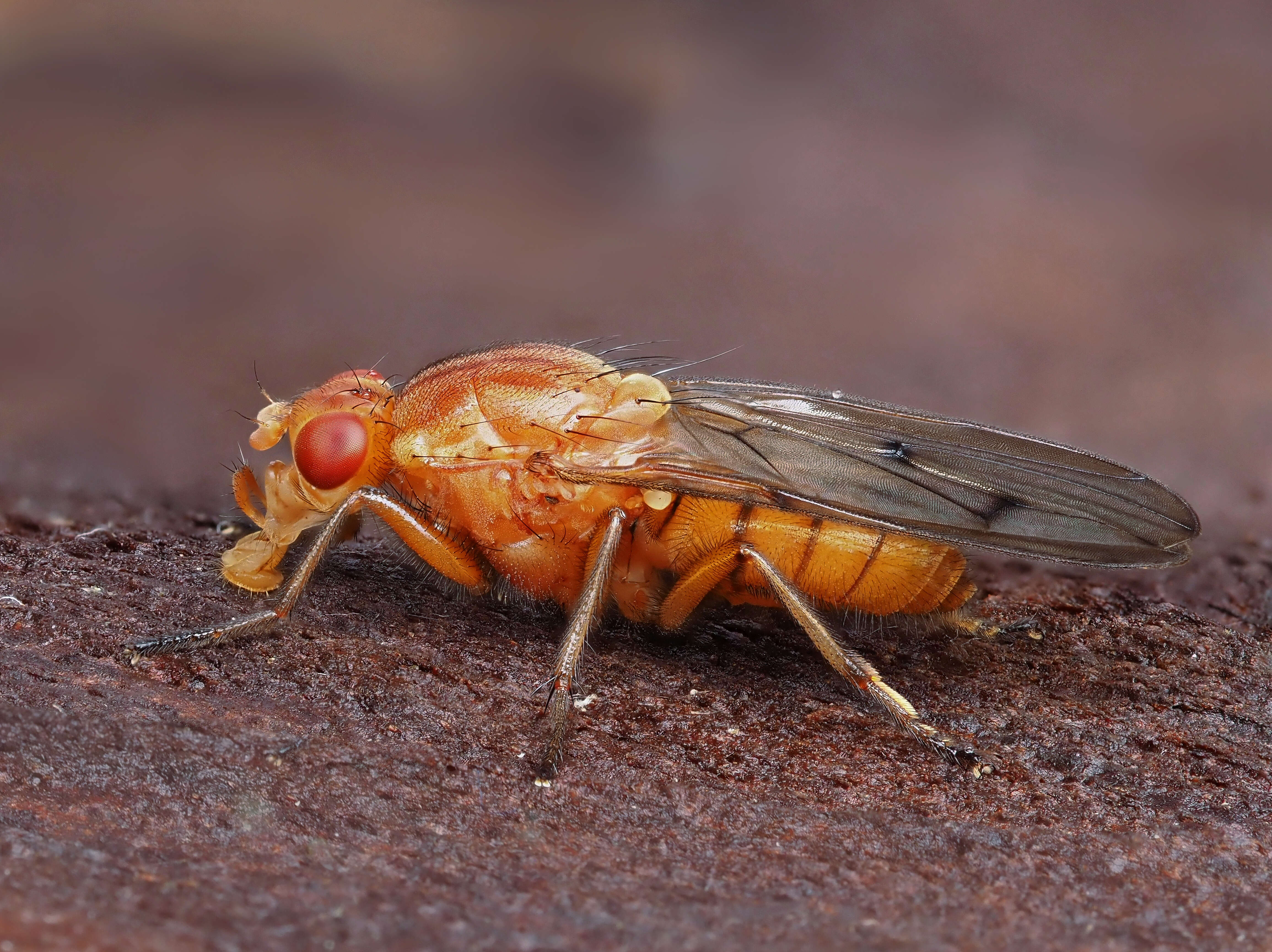 Image of Dryomyza anilis Fallen 1820