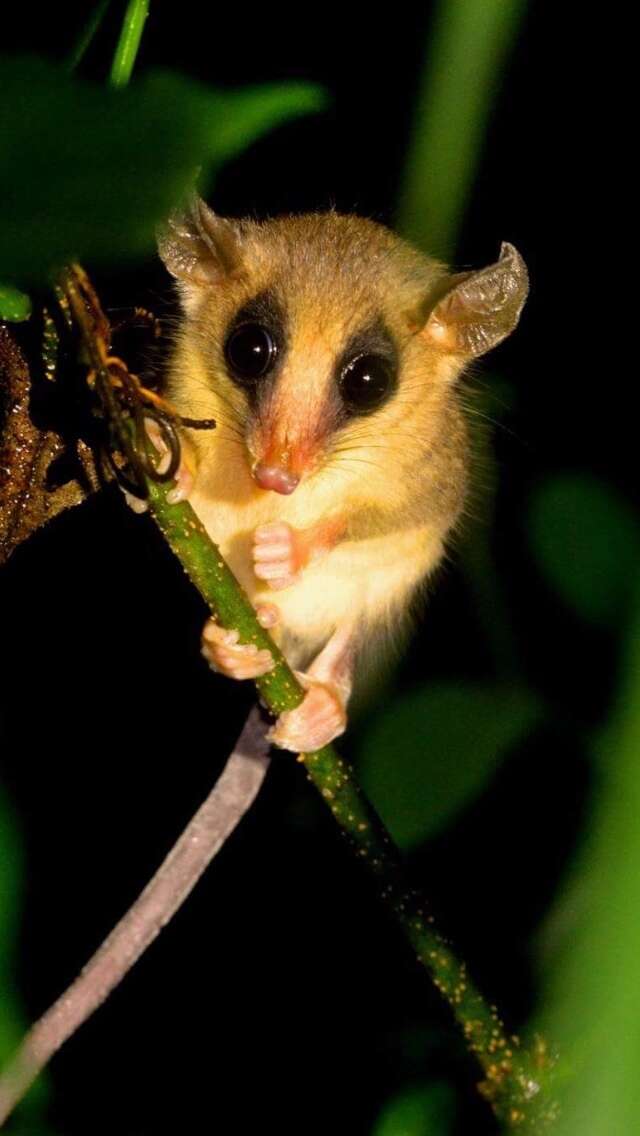 Image of Mexican Mouse Opossum