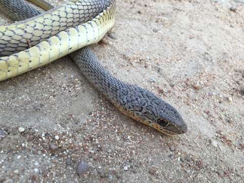 Image of Olive Grass Racer