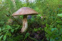 Image of Leccinum scabrum (Bull.) Gray 1821