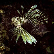 Image of Pterois