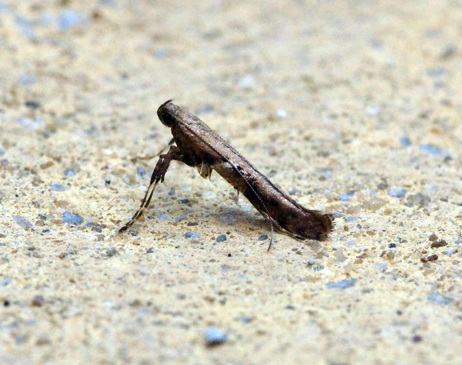 Image of Caloptilia semifascia (Haworth 1828)