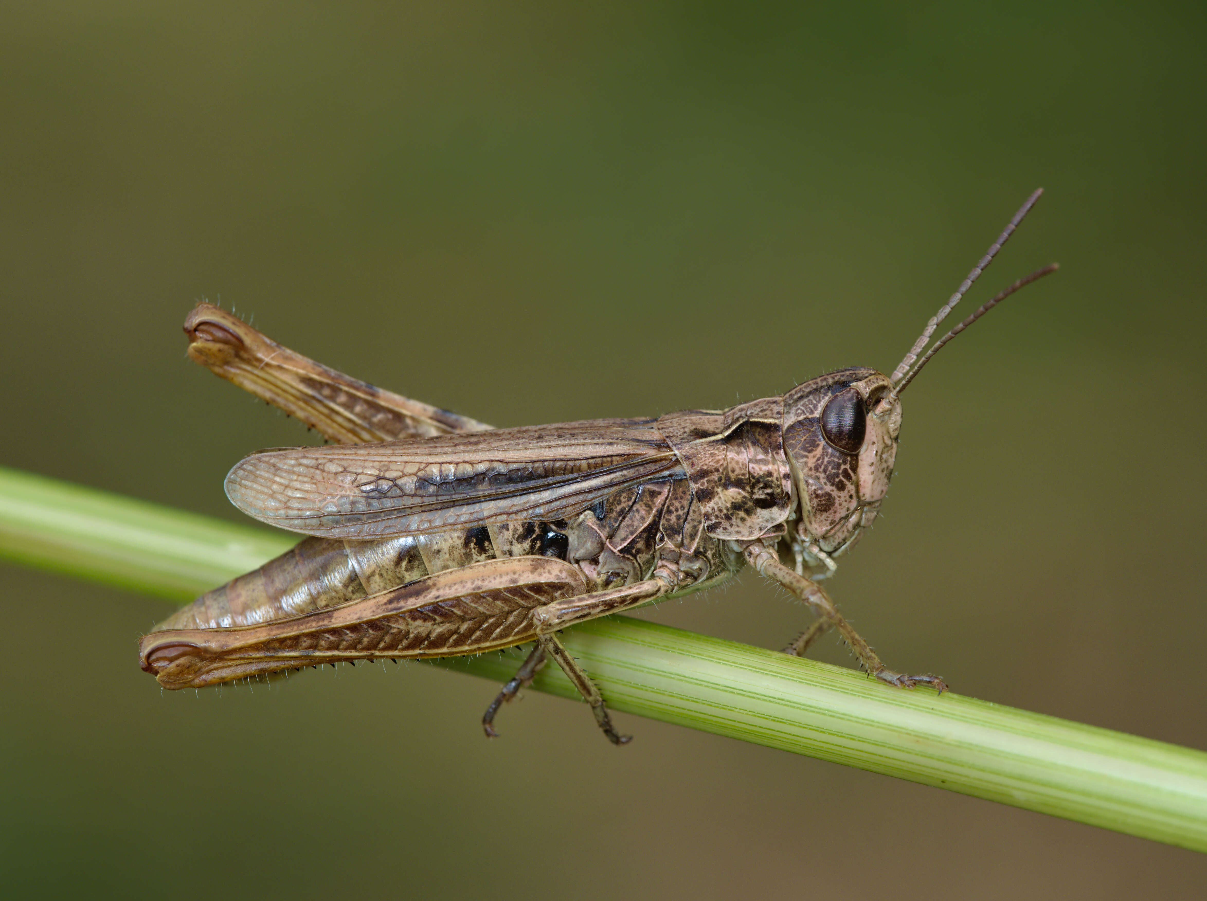 Image de criquet des adrets