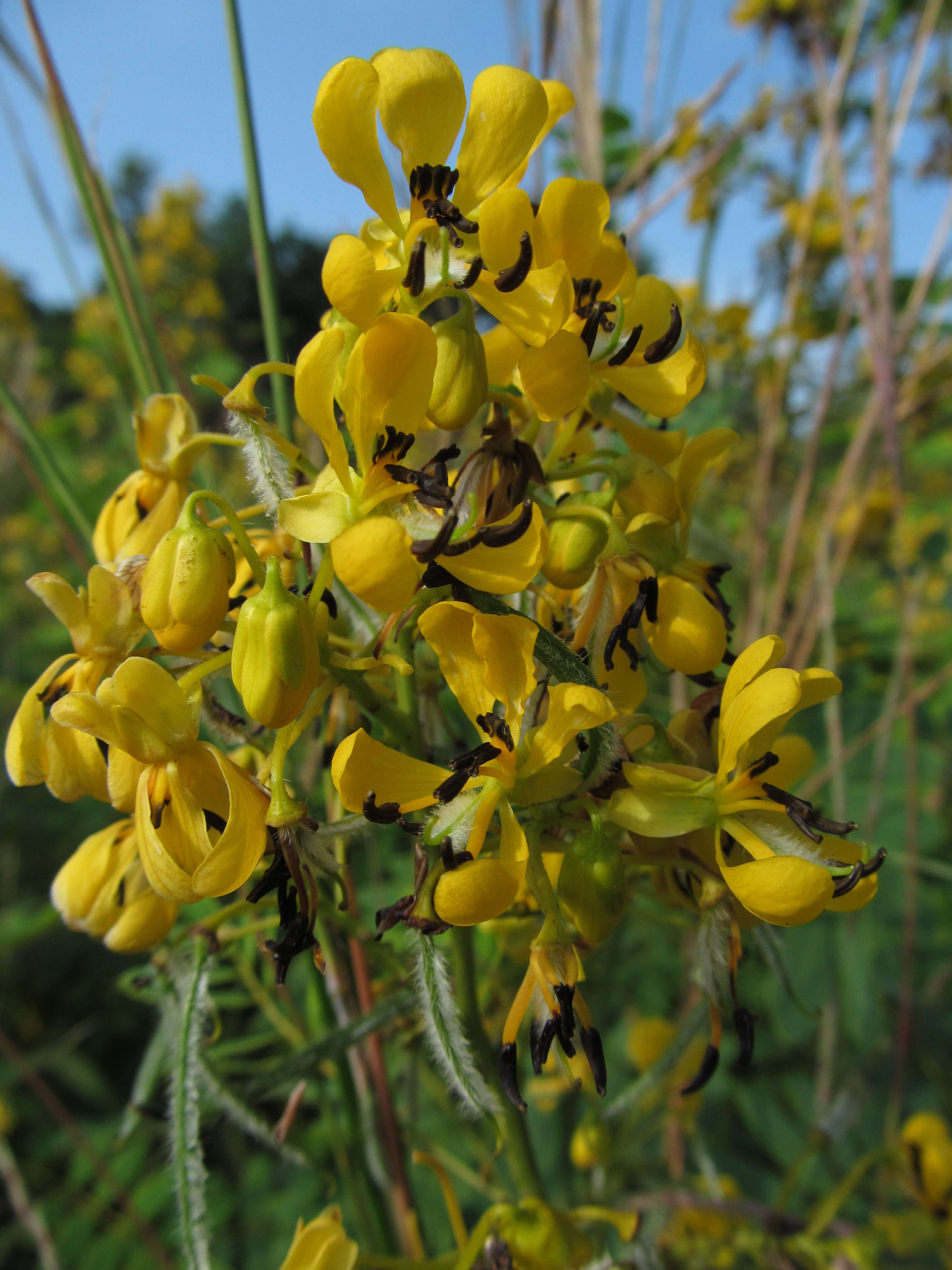 Image of American senna