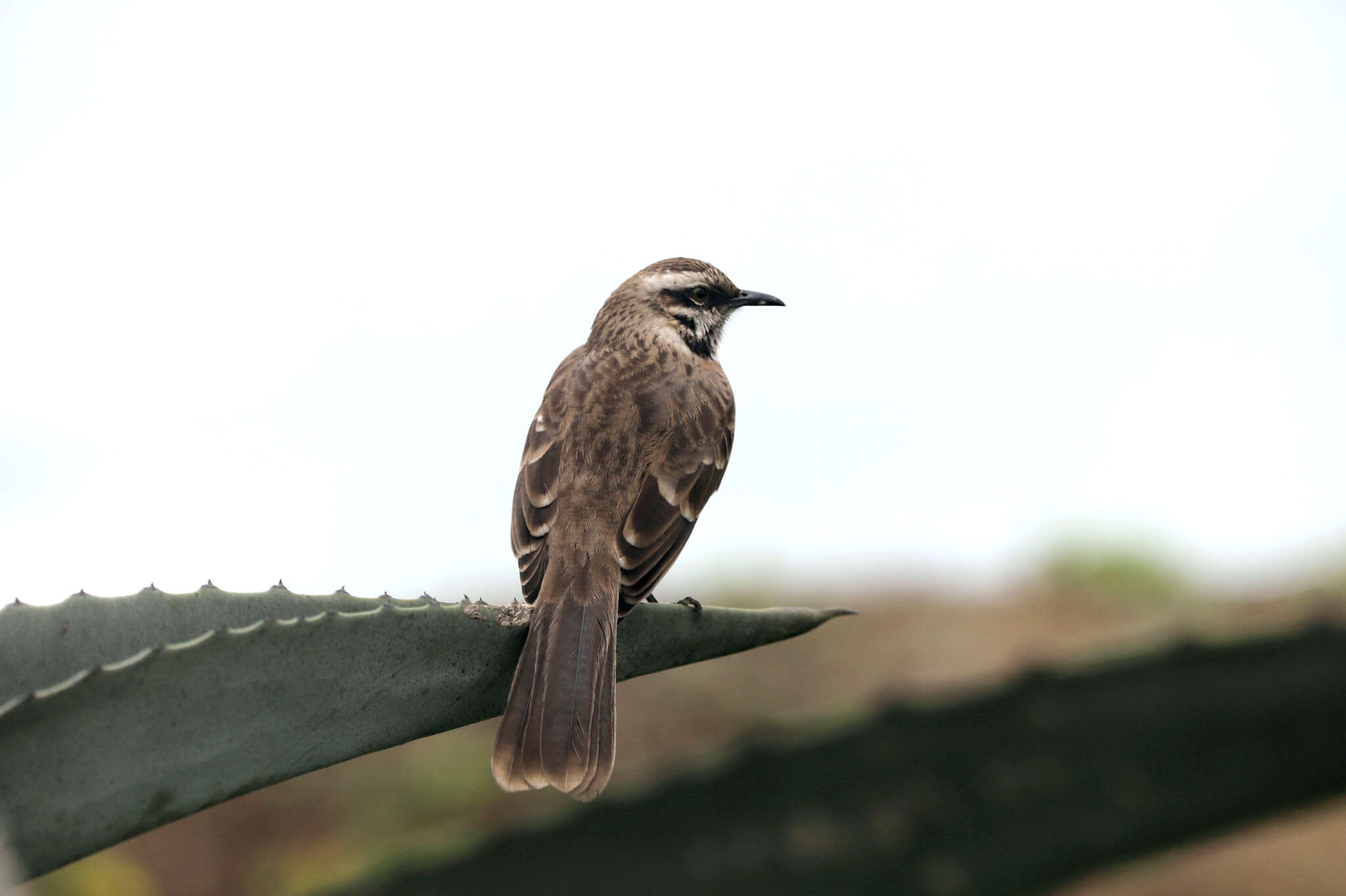 Image of Long-tailed Mockingbird