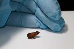 Image of Poison dart frog