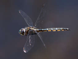 Image of Eastern Swamp Emerald