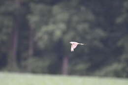 Image of Scissor-tailed Flycatcher