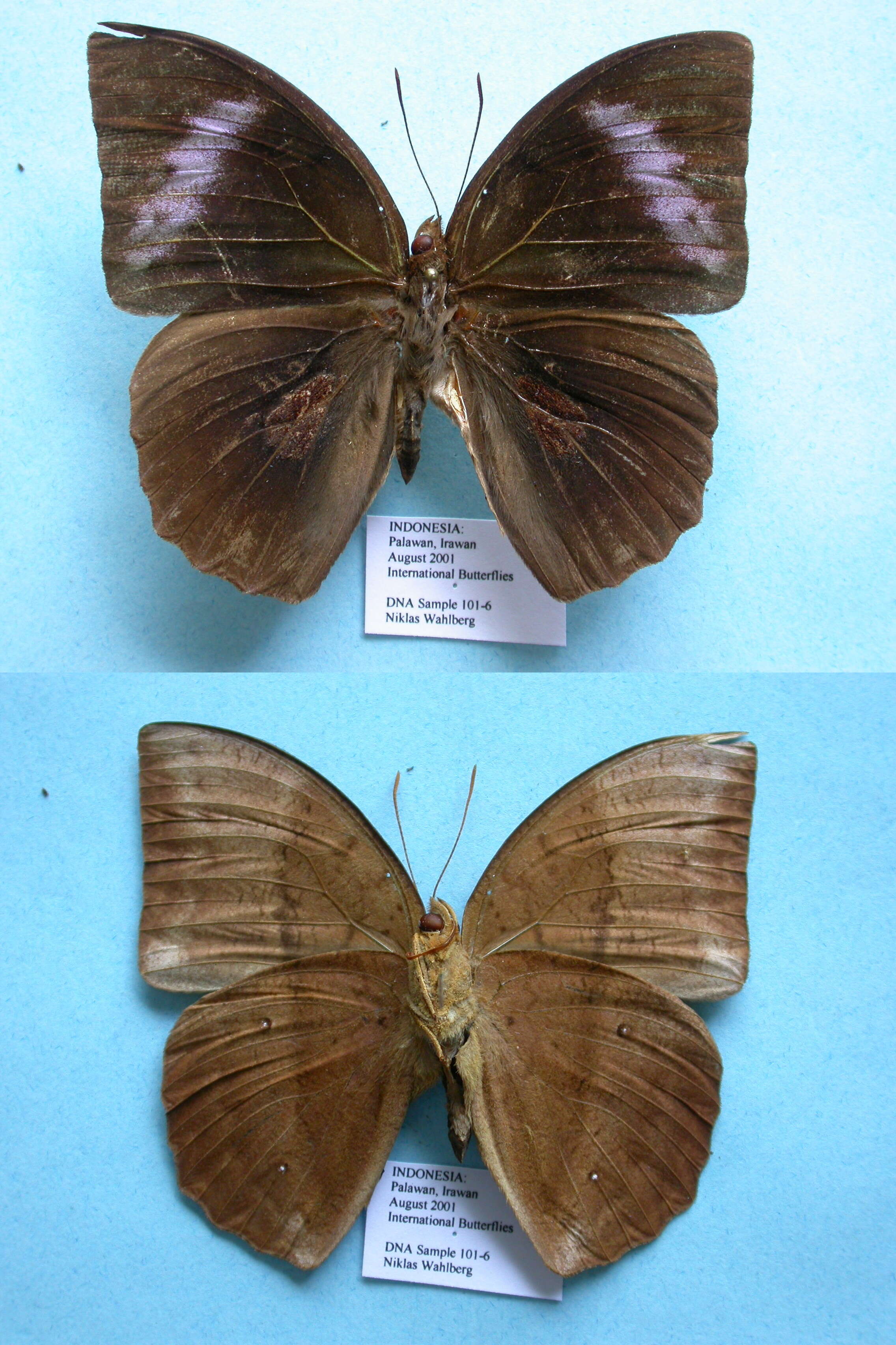 Imagem de Discophora necho Felder 1866