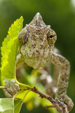 Image de Caméléon commun