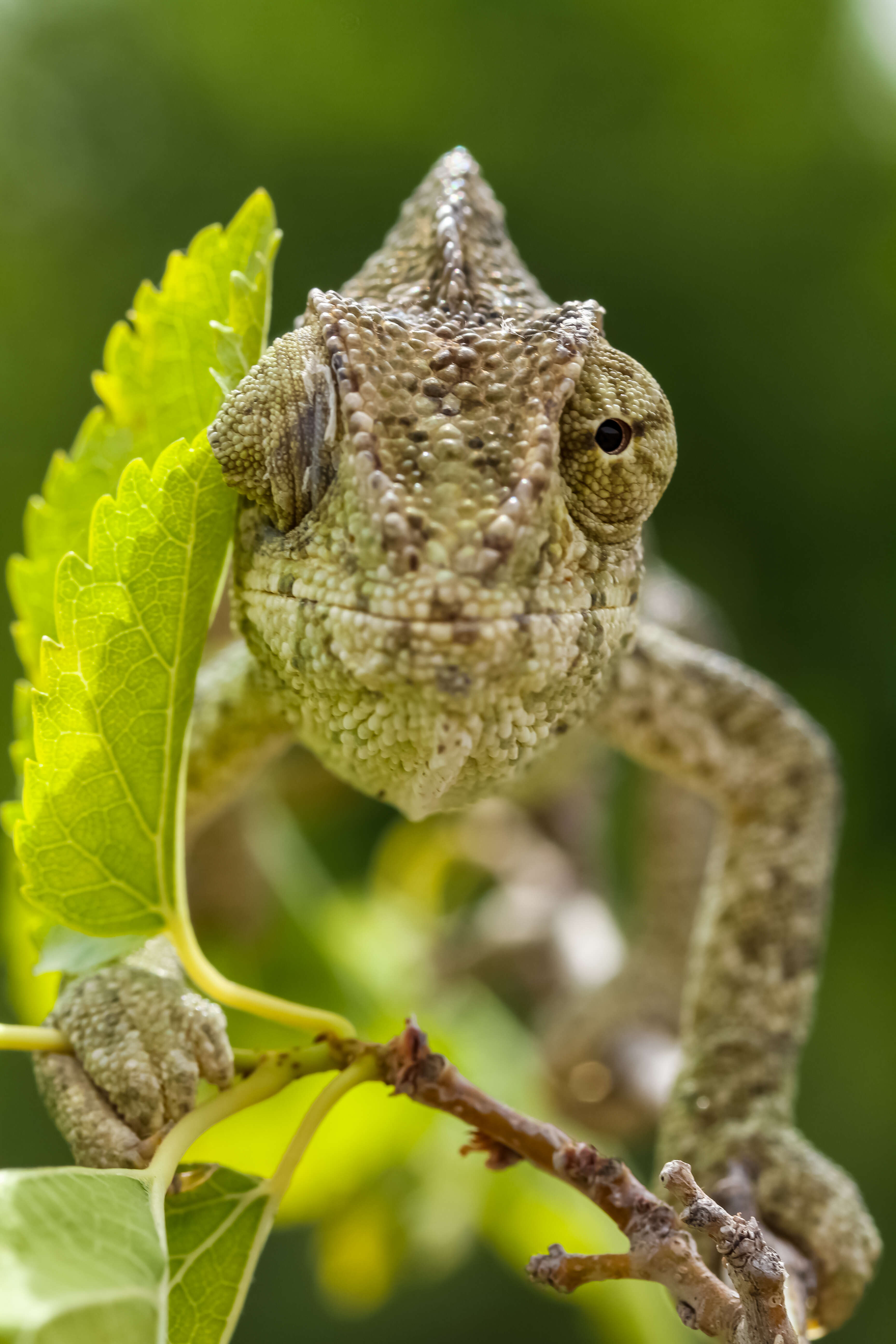 Image de Caméléon commun