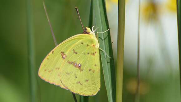 Image of Clouded sulphur