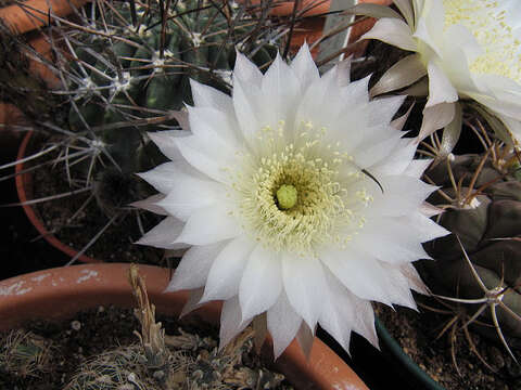 Image of Echinopsis ferox (Britton & Rose) Backeb.
