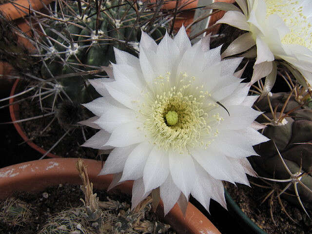 Plancia ëd Echinopsis ferox (Britton & Rose) Backeb.