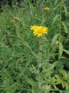 Image of Inula salicina