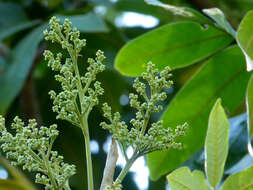 Image of Flindersia schottiana F. Müll.