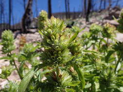 Image de dracocéphale à petite fleur