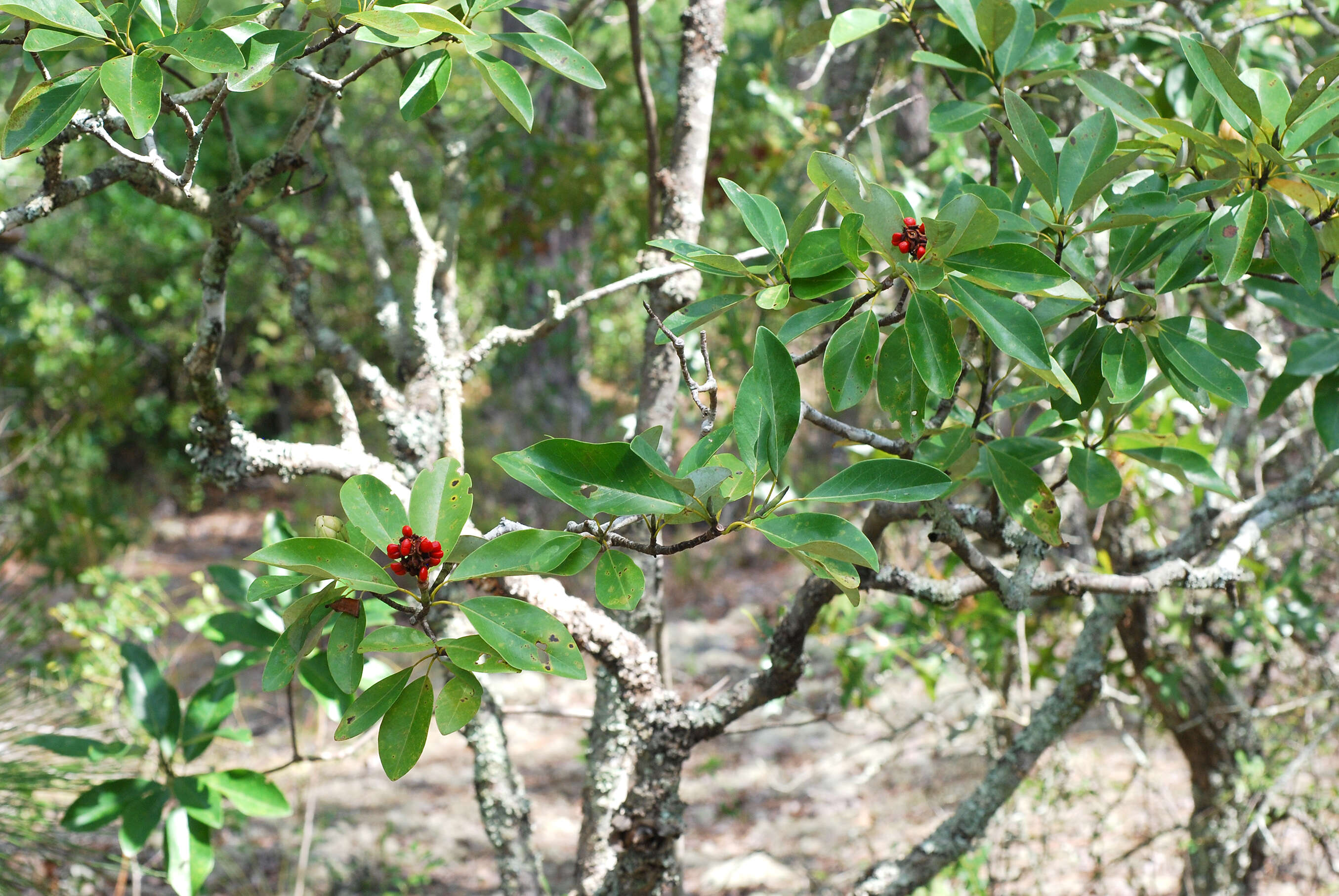 Sivun Magnolia virginiana L. kuva