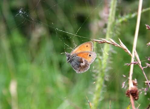 Image of small heath