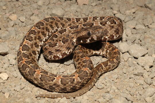 Image of Slender Hognose Viper