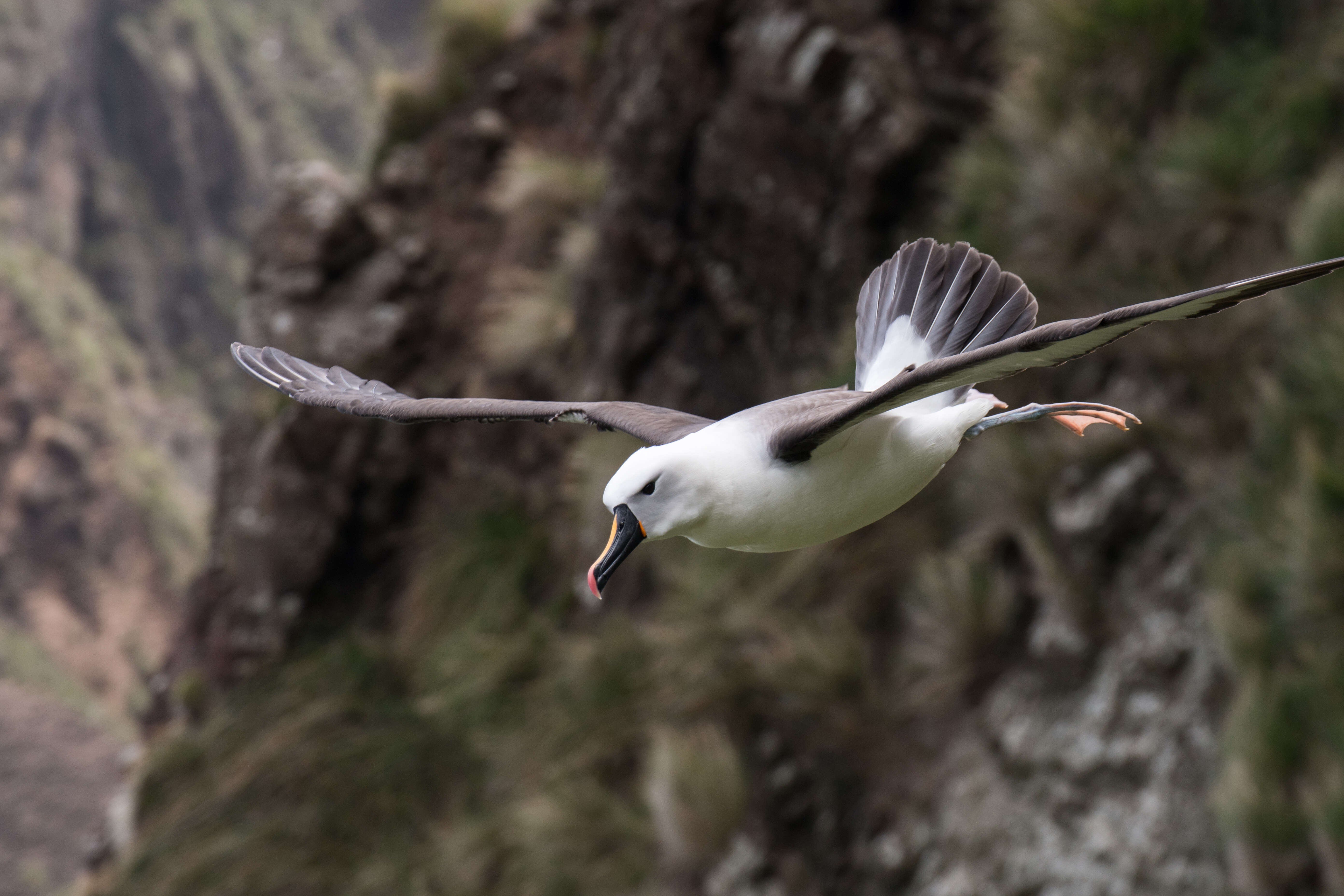 Image of Indian Yellow-nosed Albatross