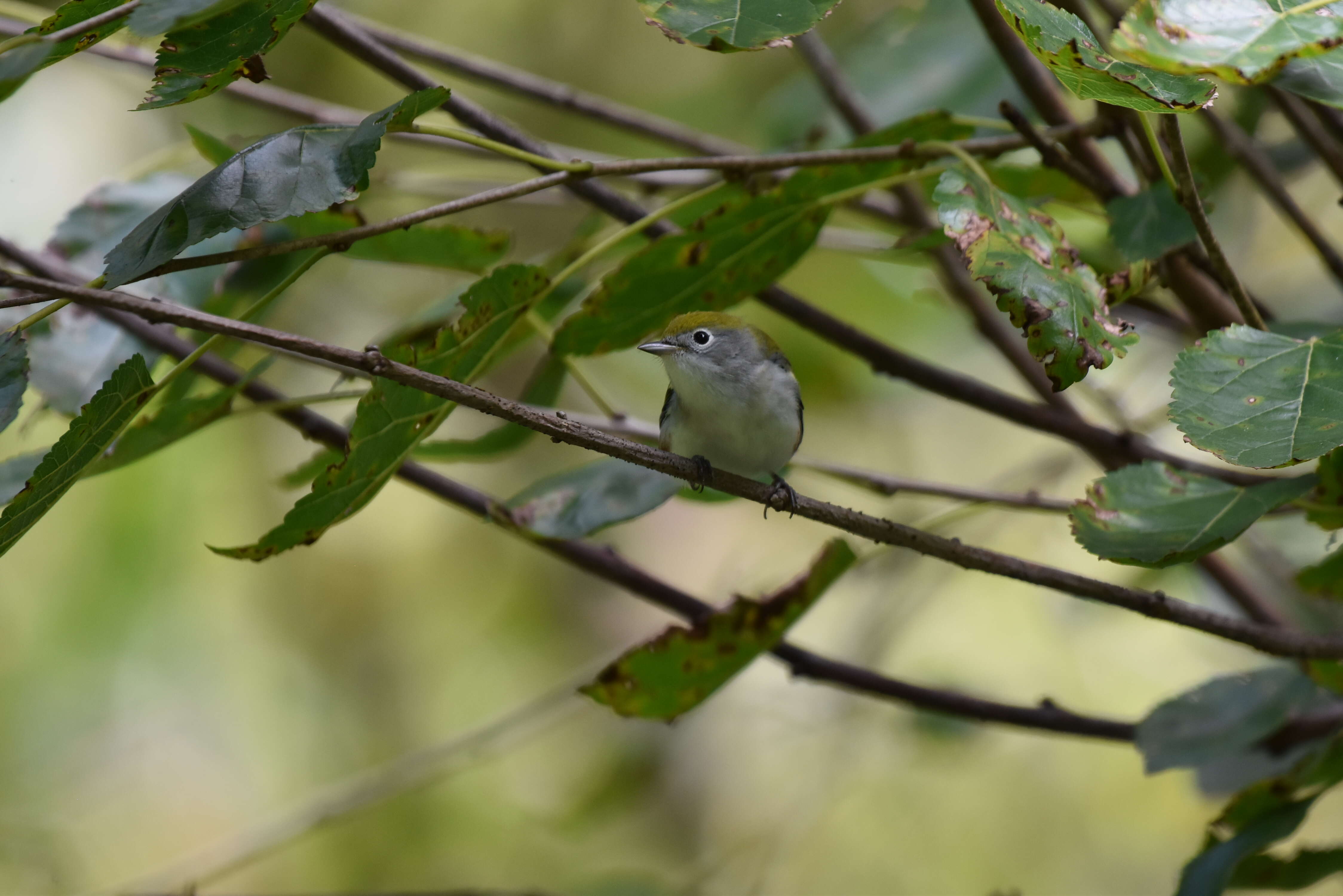 Image of Chestnut-sided Warbler