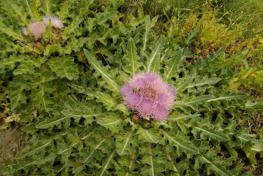 Image of dwarf thistle