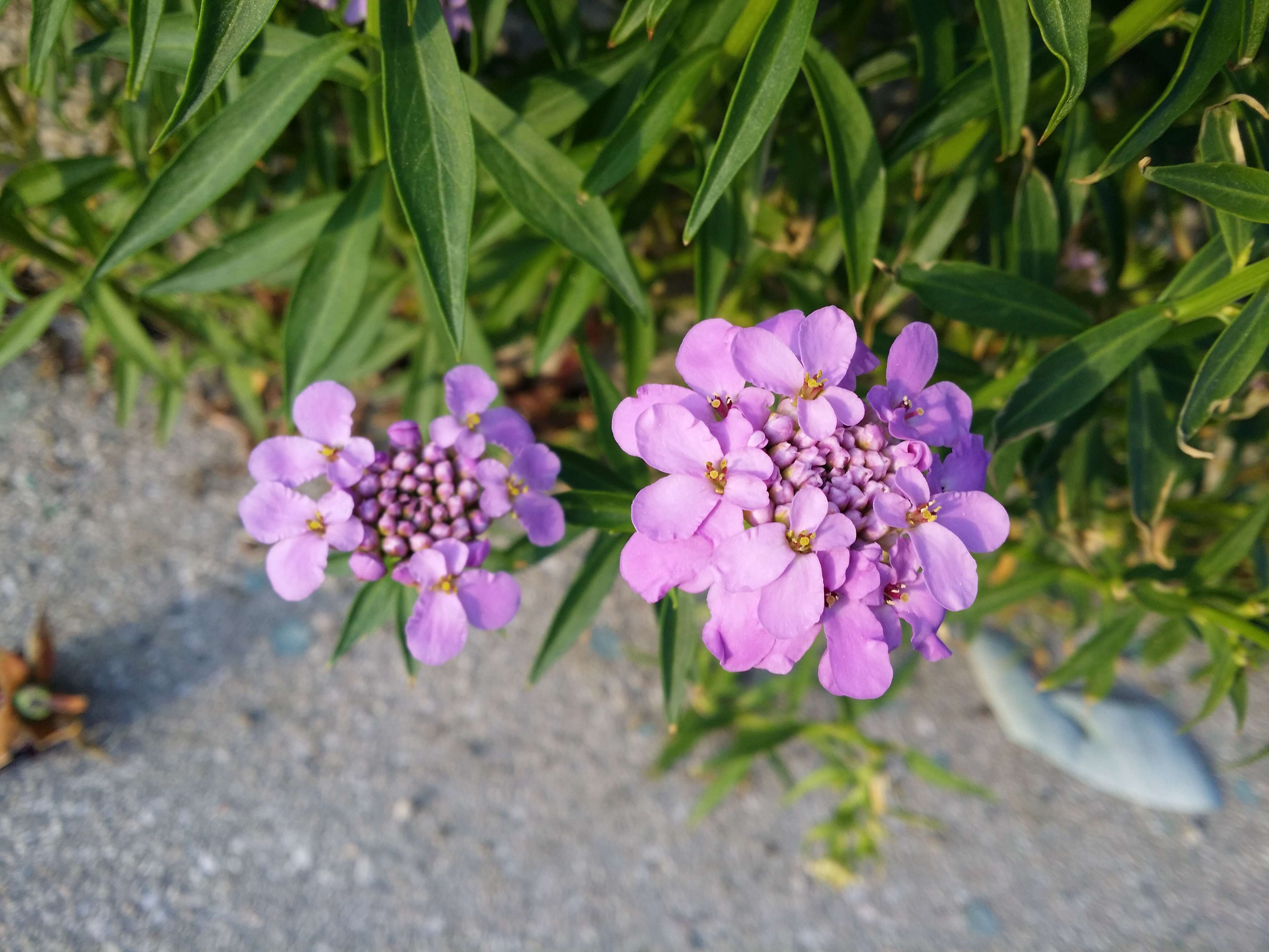 Plancia ëd Iberis umbellata L.