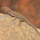 Image of Limaye’s day gecko