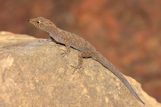 Image of Limaye’s day gecko