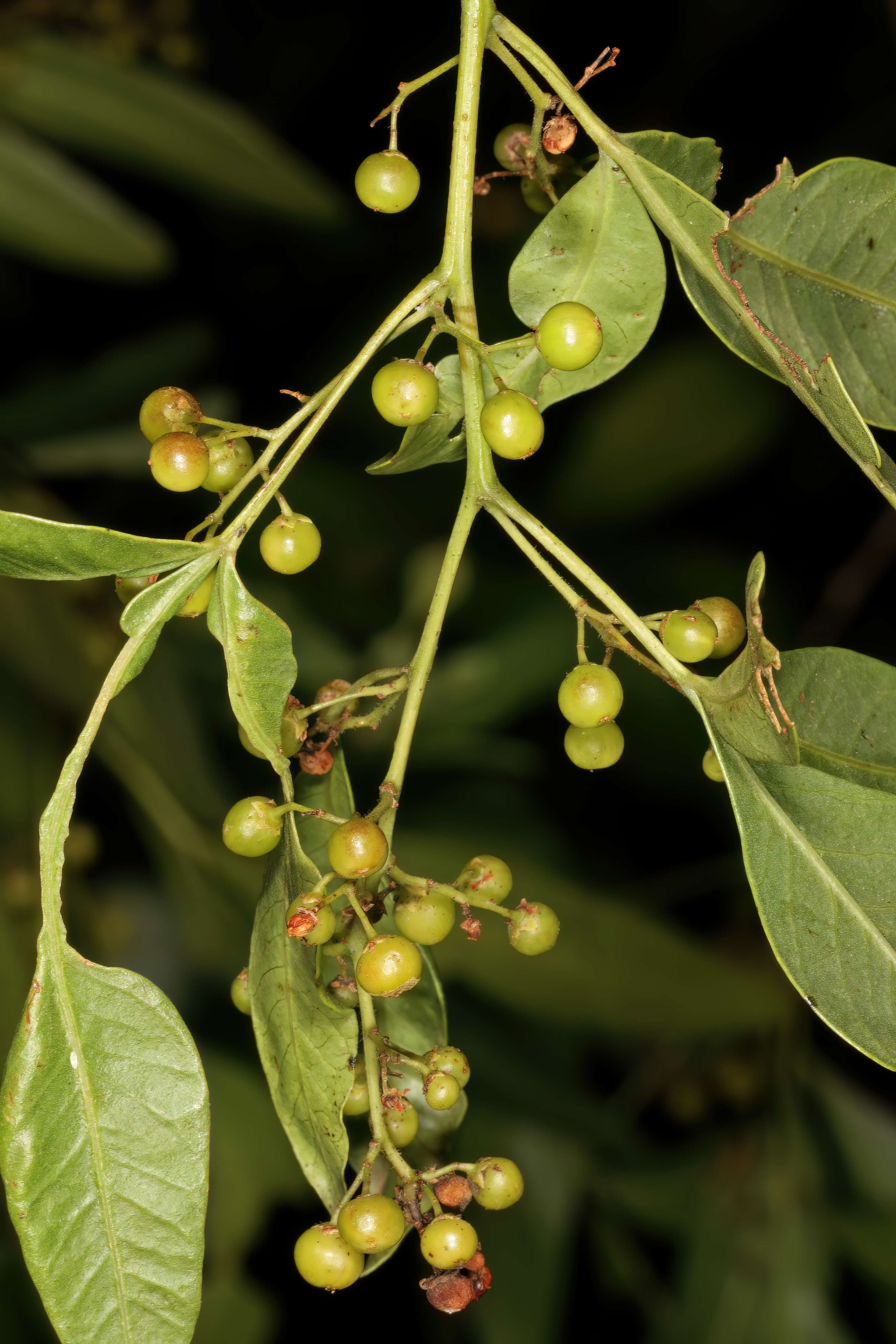 Image of Searsia pendulina (Jacq.) Moffett