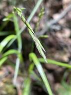 Melica harfordii Bol. resmi