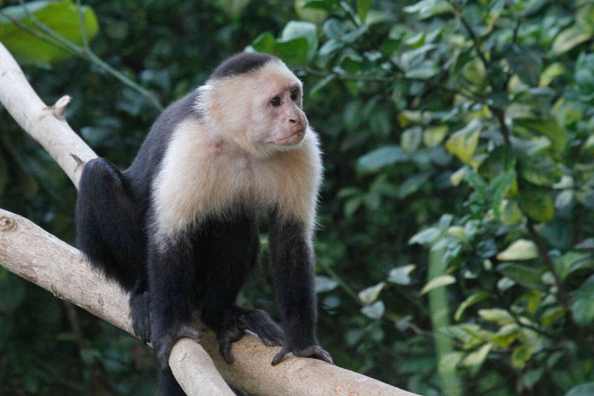 Image of Panama capuchin monkey