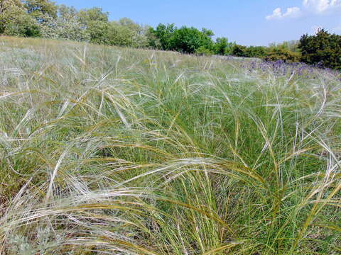 Image of Stipa pulcherrima K. Koch