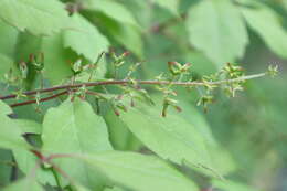 Image de Érable à feuille de vigne