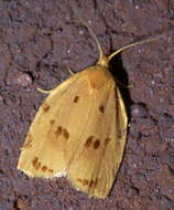 Image of Southern Ugly-nest Caterpillar Moth