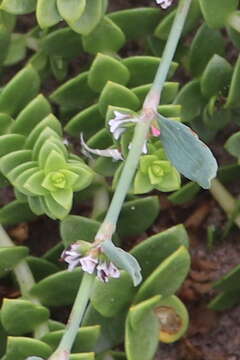 Image of knotweed