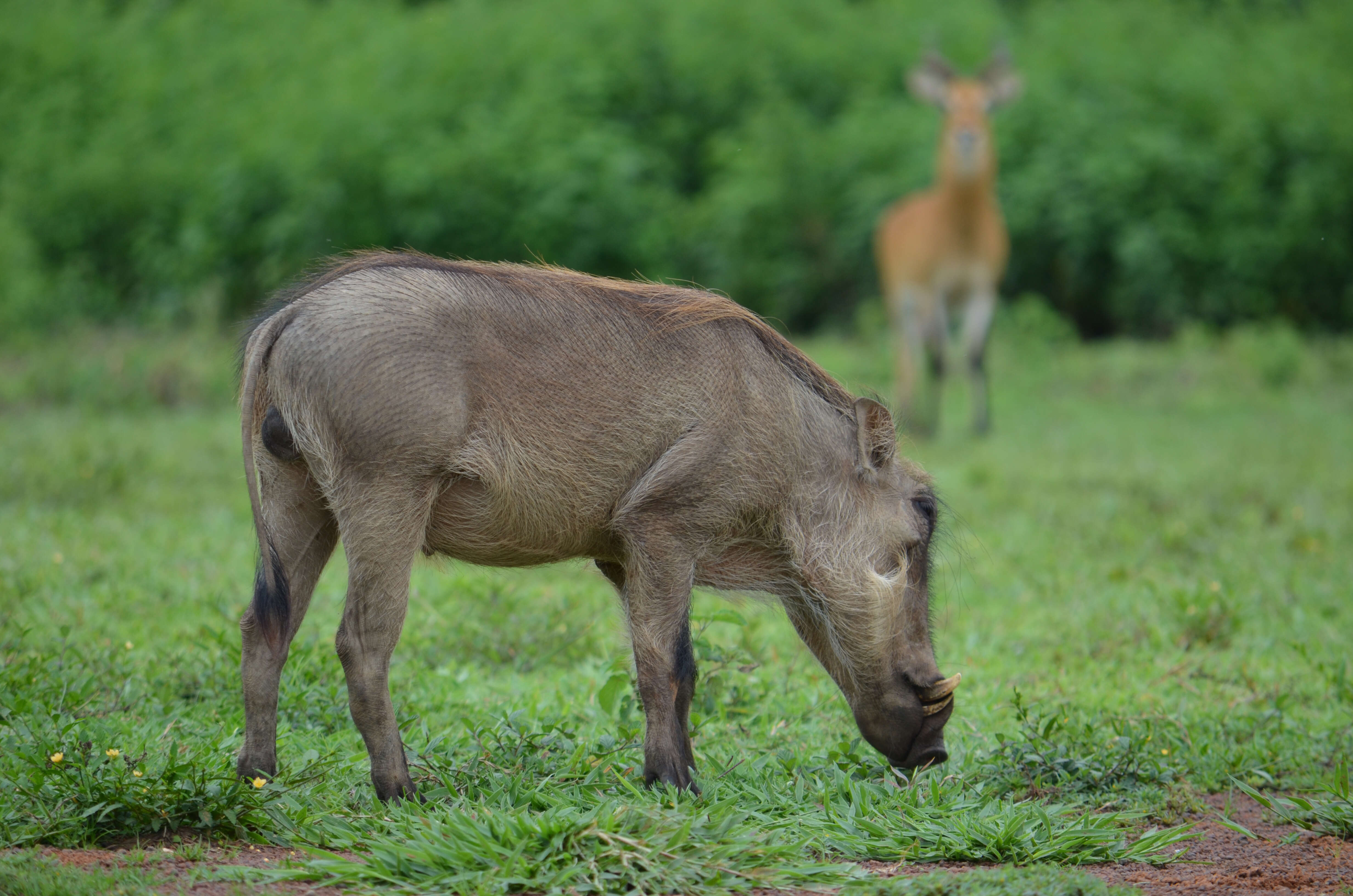 Image of Phacochoerini