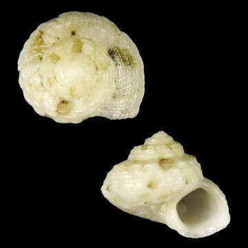 Image of Gibbula vanwalleghemi Poppe, Tagaro & Dekker 2006