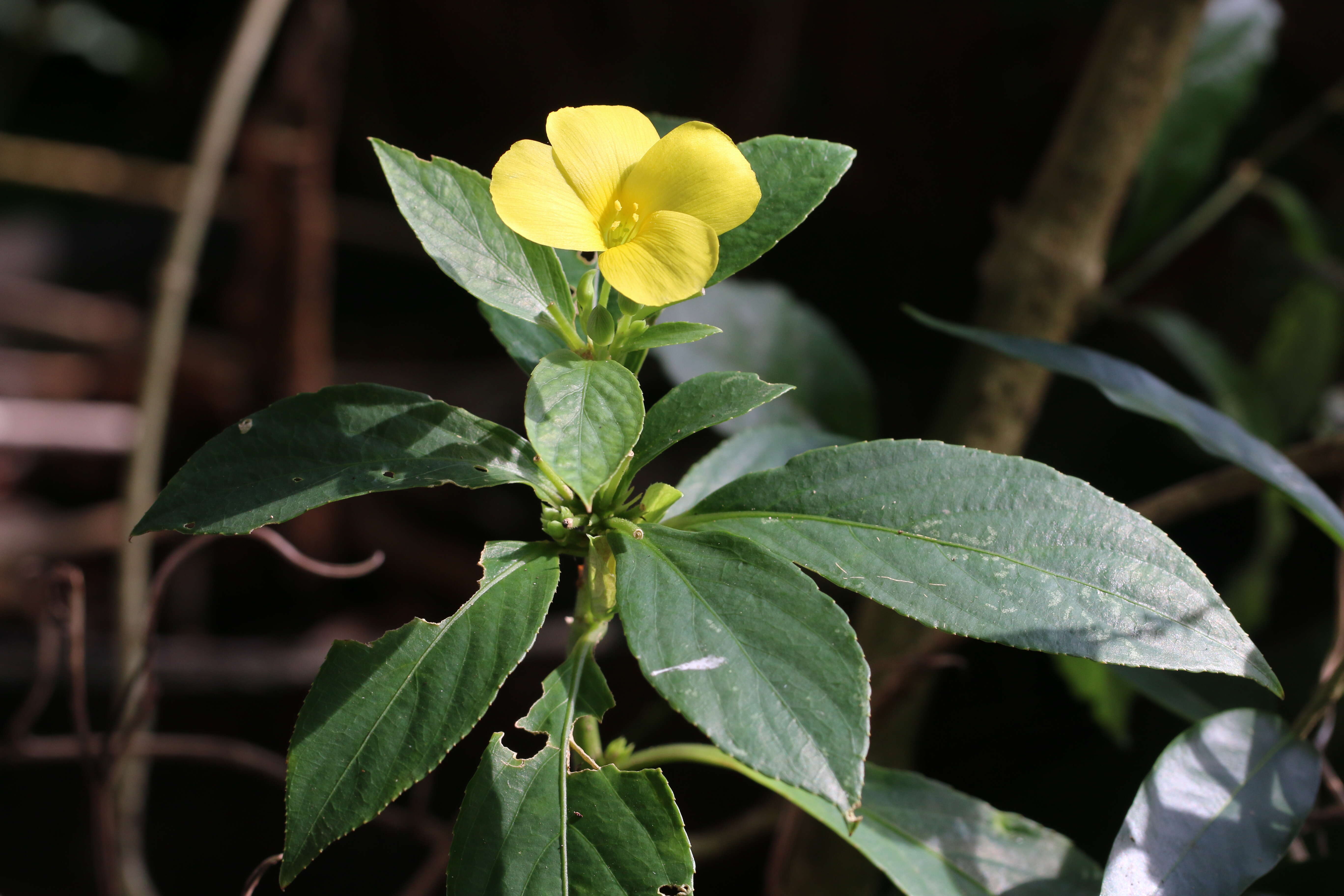 Imagem de Turnera ulmifolia L.