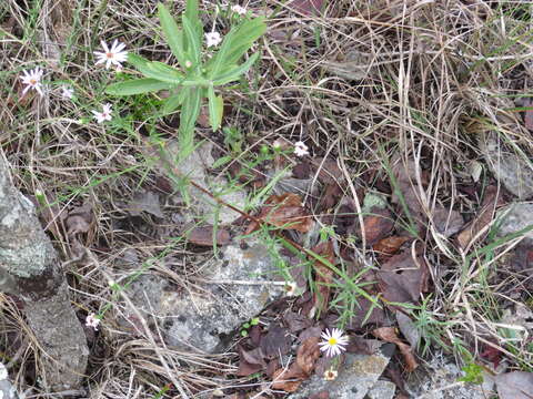 Image of Symphyotrichum kentuckiense