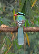 Image of Common Green Magpie