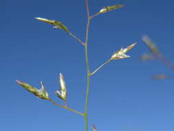 Image of Australian lovegrass