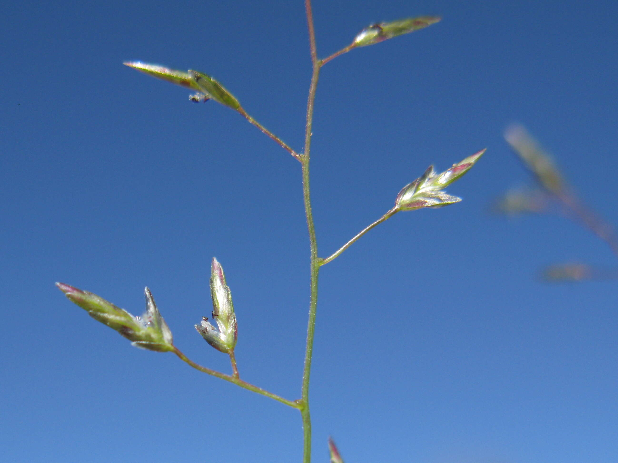 Image of Australian lovegrass