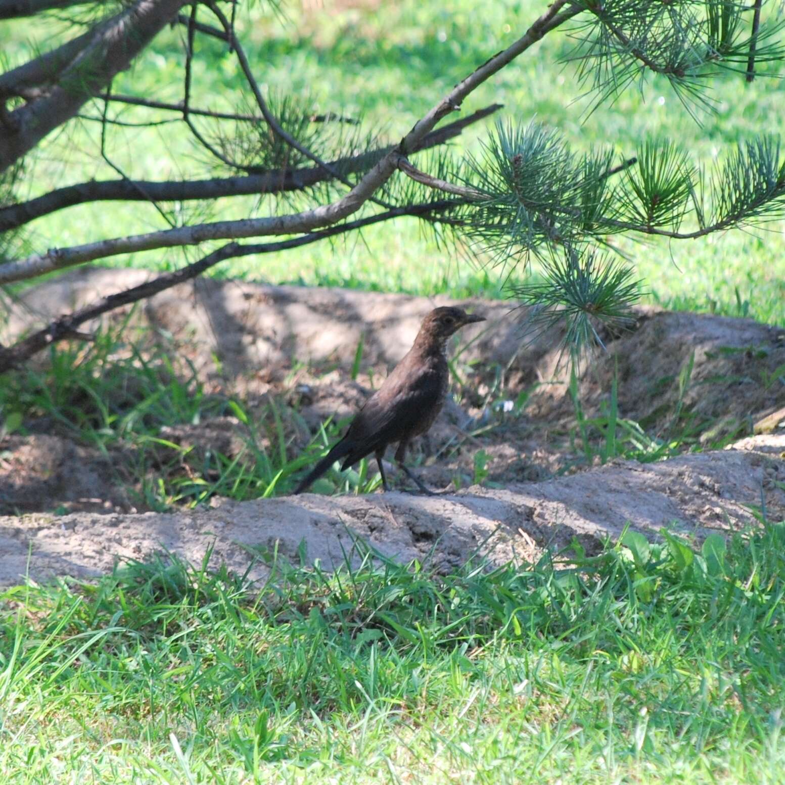 Image of Chinese Blackbird