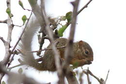 Image of Ochre Bush Squirrel