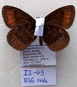 Image of Erebia dabanensis Erschoff 1871