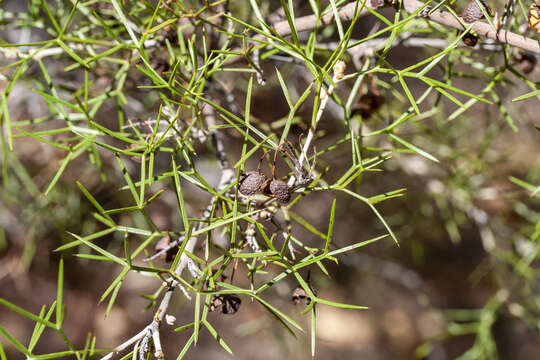 Imagem de Grevillea biternata Meissn.