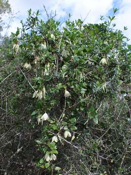 Image of Early Virgin's-bower