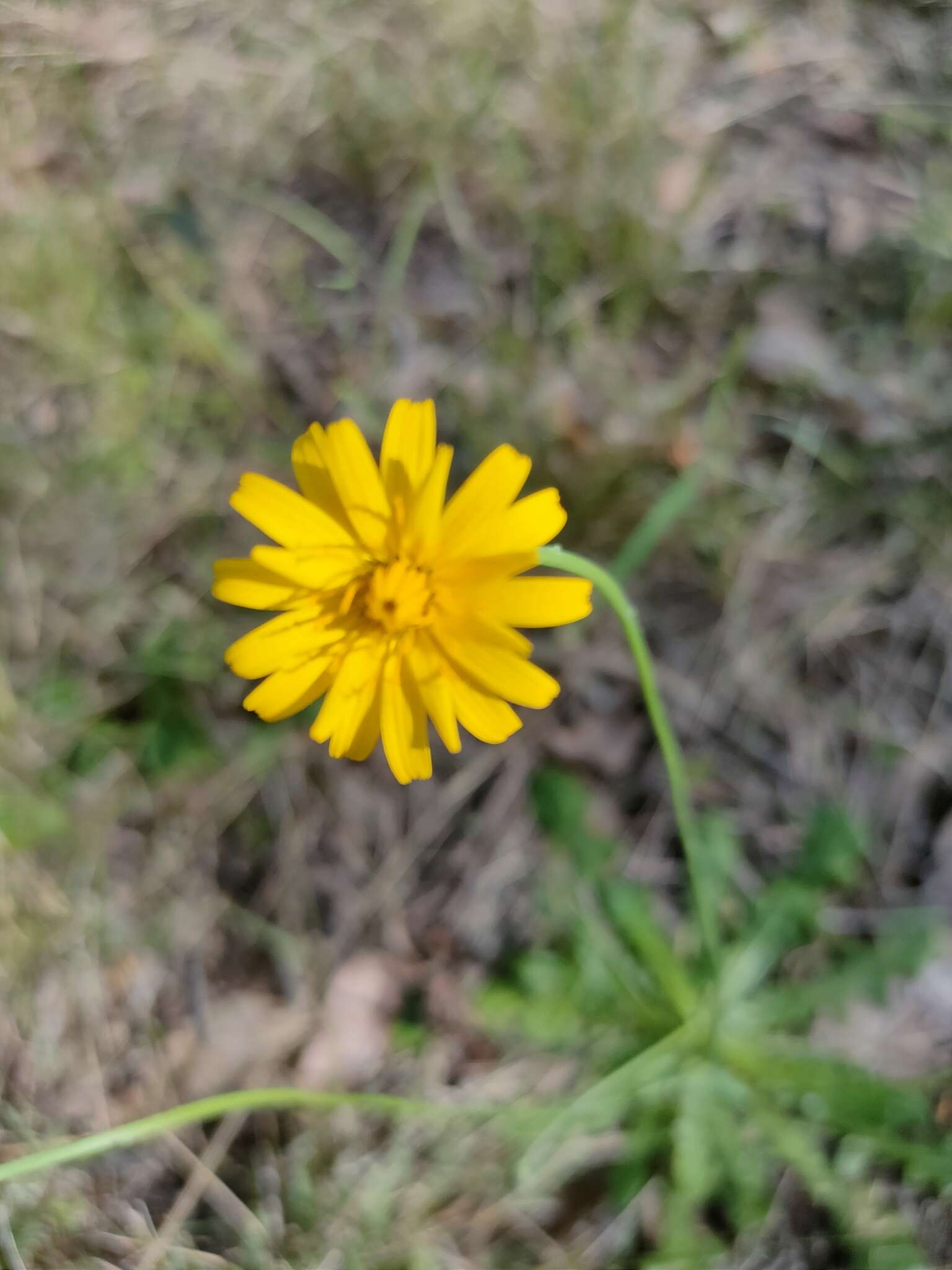 Image of Hairy Cat's-Ear